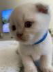 3x Jungen BKH Fold Blue Point Kitten - Babykatzen